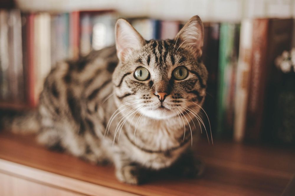 Kattepensjonat  trygg ferie for katten din